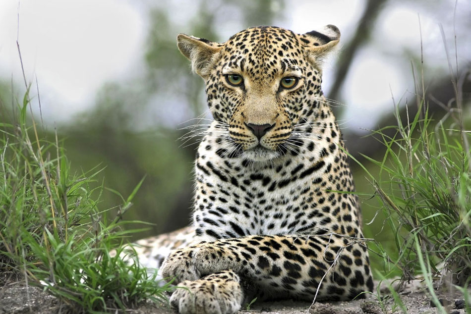 Leopard in Sabi Sand, Südafrika
