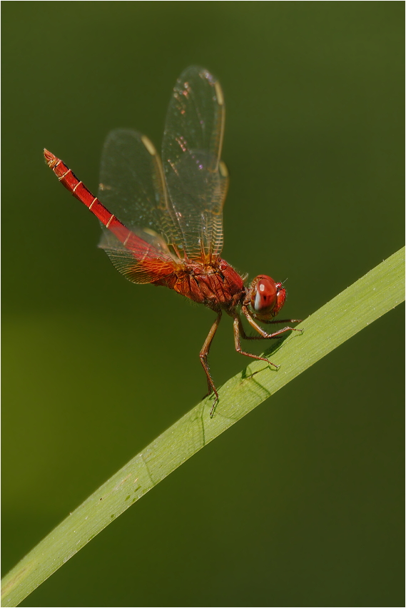 Feuerlibelle in Obeliskenhaltung