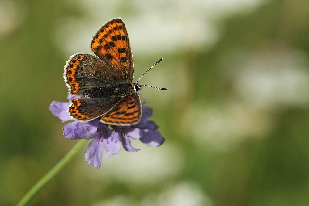 Brauner Feuerfalter, Lycaena tityrus