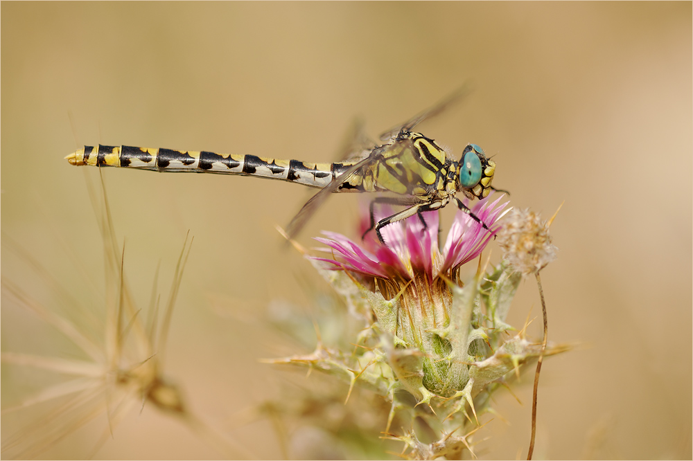 Grosse Zangenlibelle (Onychogomphus uncatus) - Weibchen