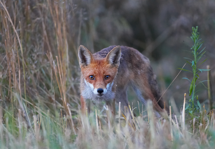 Fuchs am späten Abend (1)