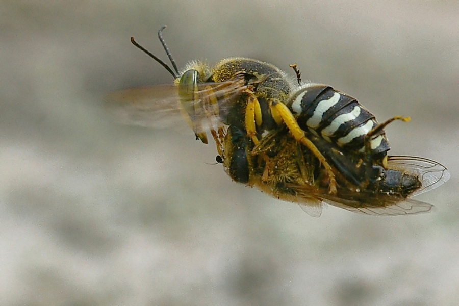 „Fliegenschlepper 2“