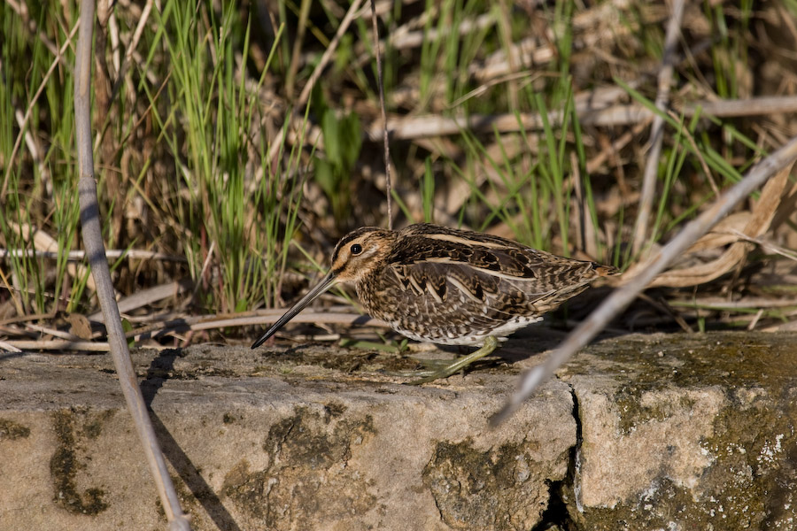 Bekassine 2 (EF 100-400 IS)