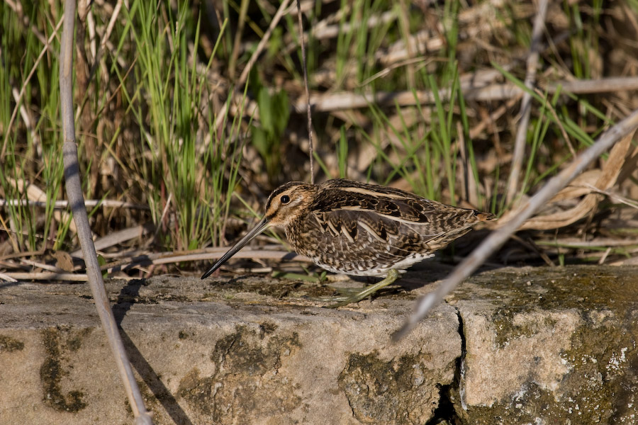 Bekassine 2 (EF 100-400 IS)