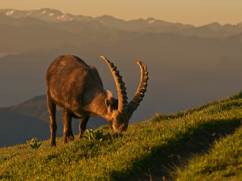 Steinbock