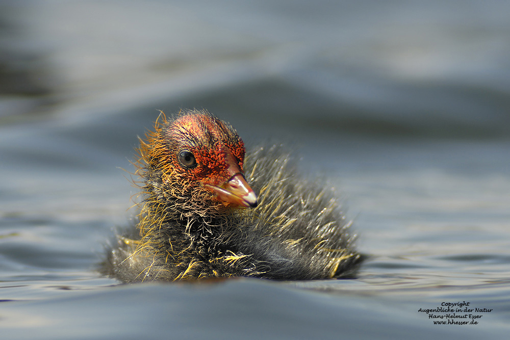 Blässhuhn (Fulica atra)