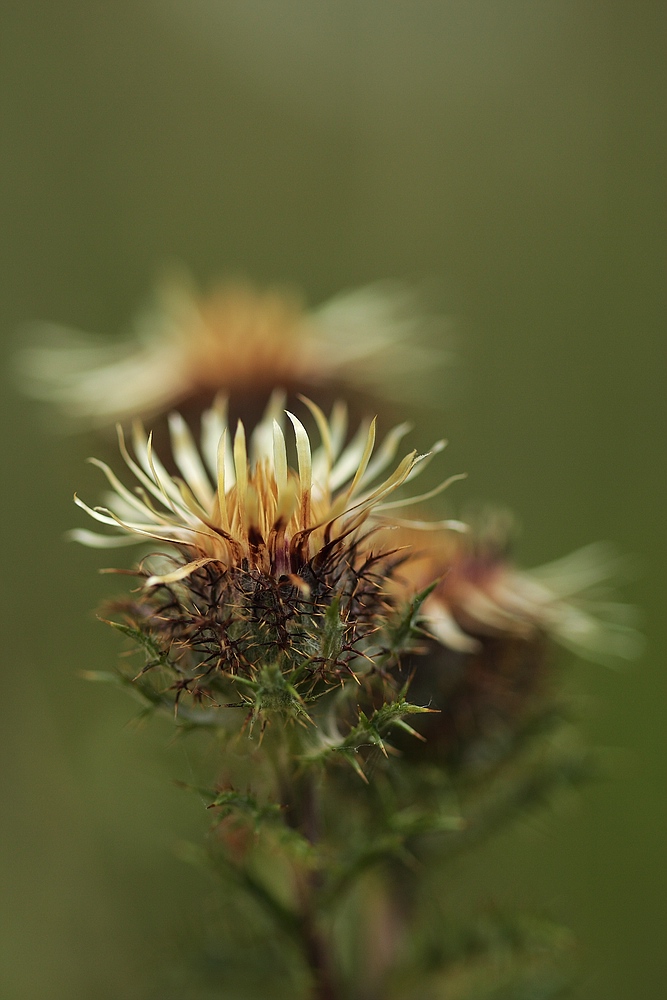 Golddistel (Carlina vulgaris)
