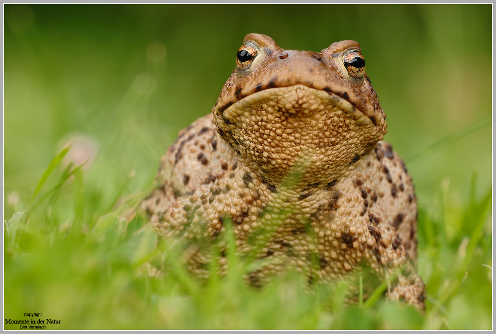 Erdkröte (Bufo bufo)