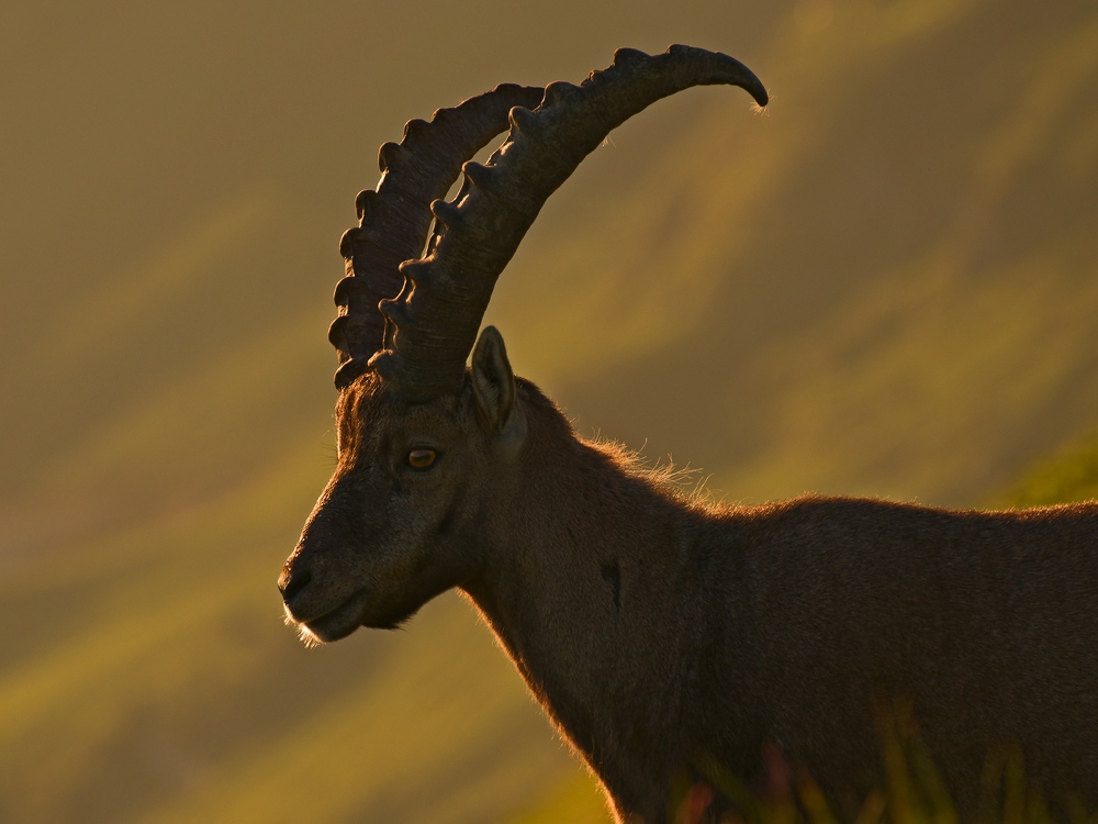 Steinbock 2