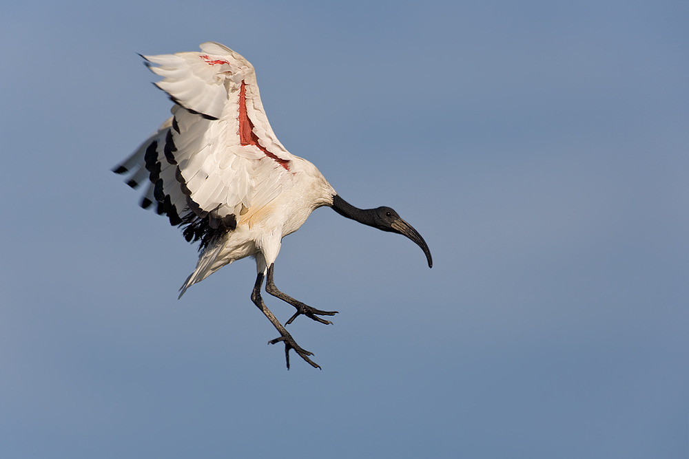 Heiliger Ibis