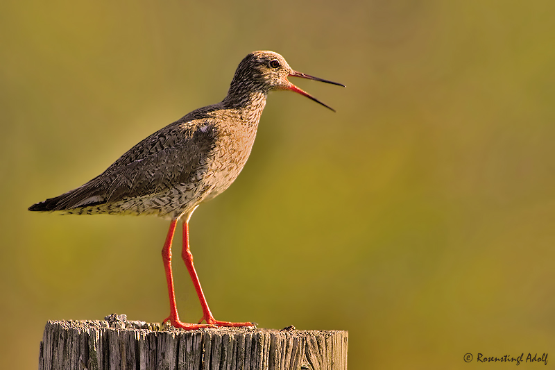 Rotschenkel (Tringa totanus)