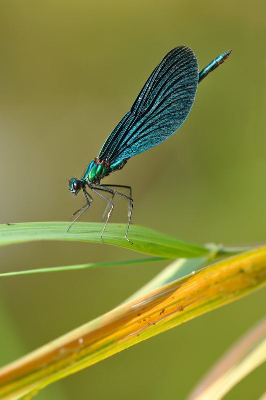 Blauflügel
