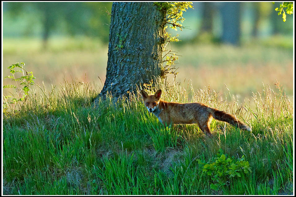 Fuchs