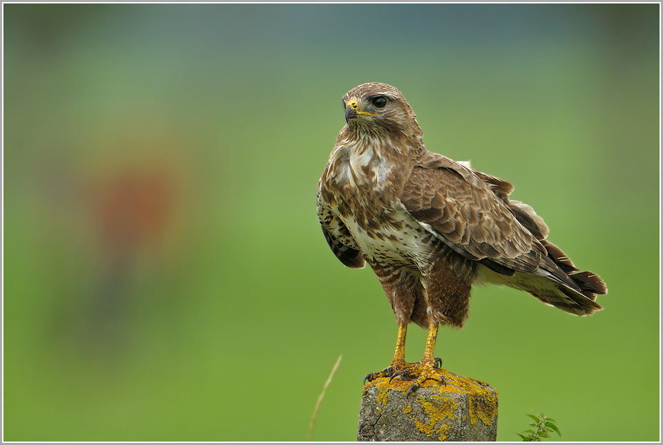 Mäusebussard