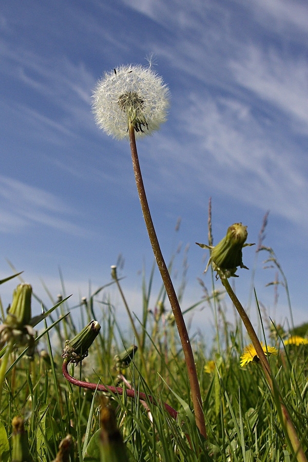 Der Sonne entgegen...