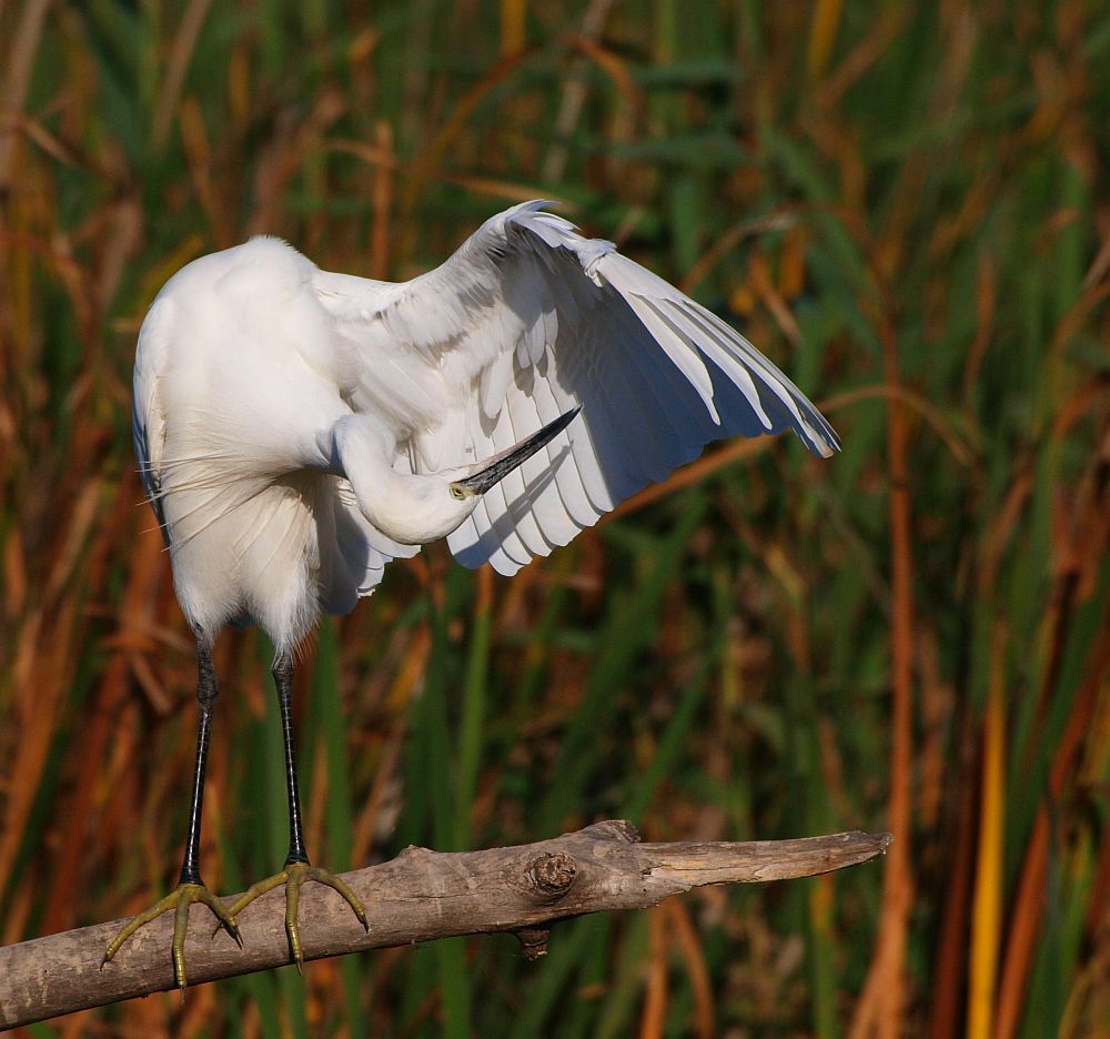 Seidenreiher  (Egretta Garzetta)