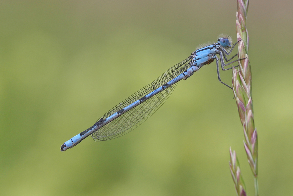 Libelle