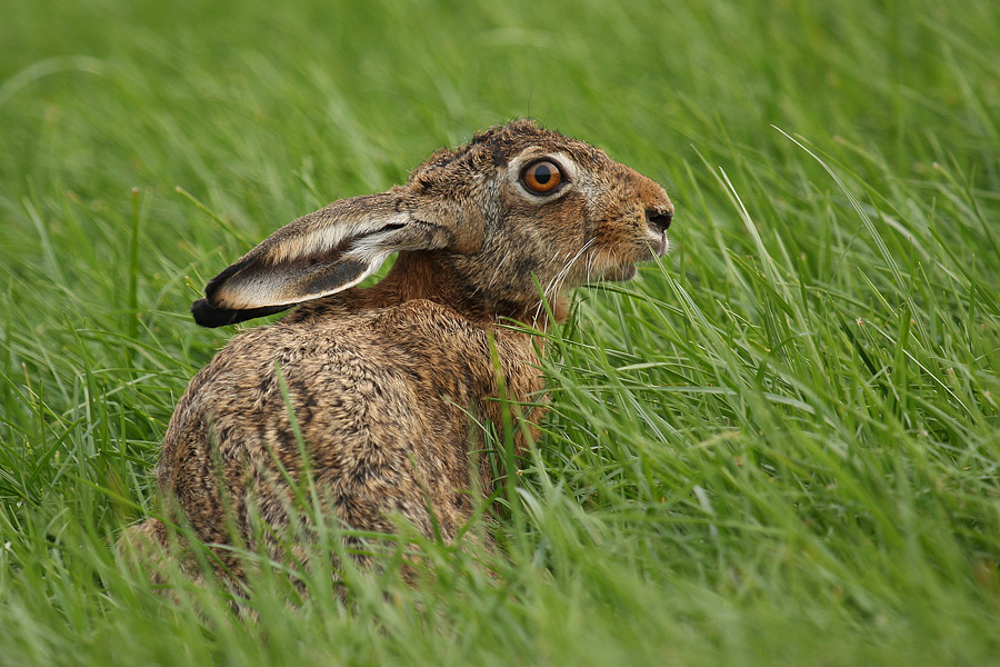 Nur ein Hase !