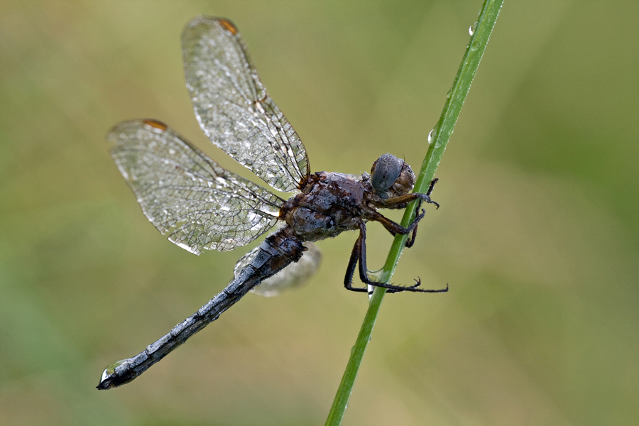 Großlibelle