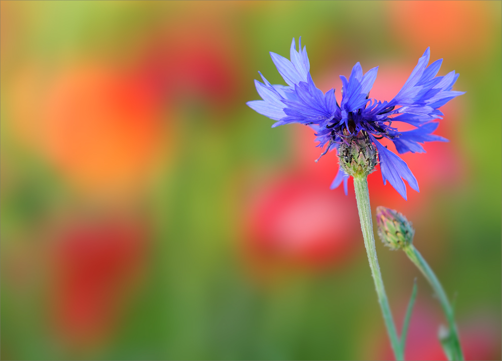 Sommerblüten-Nachtrag