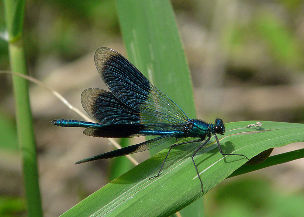 Männchen der gebänderten Prachtlibelle (Calopteryx splendens)