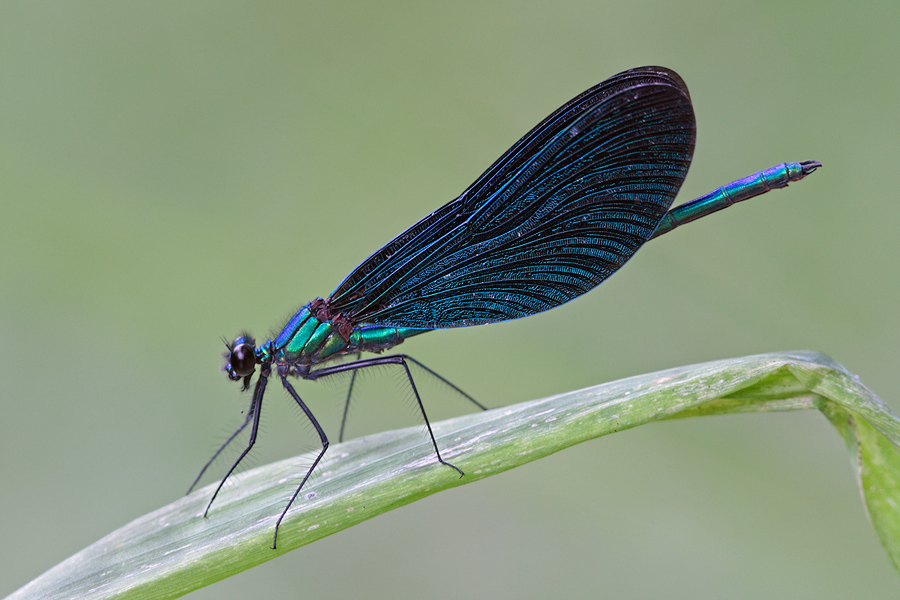 Blue Wings