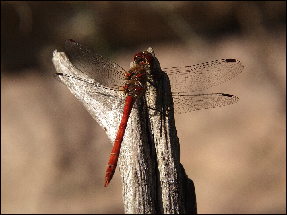 Blutrote Heidelibelle