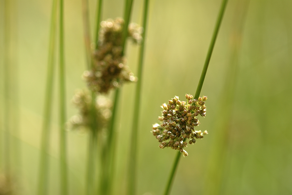 Flatterbinse (Juncus effusus)