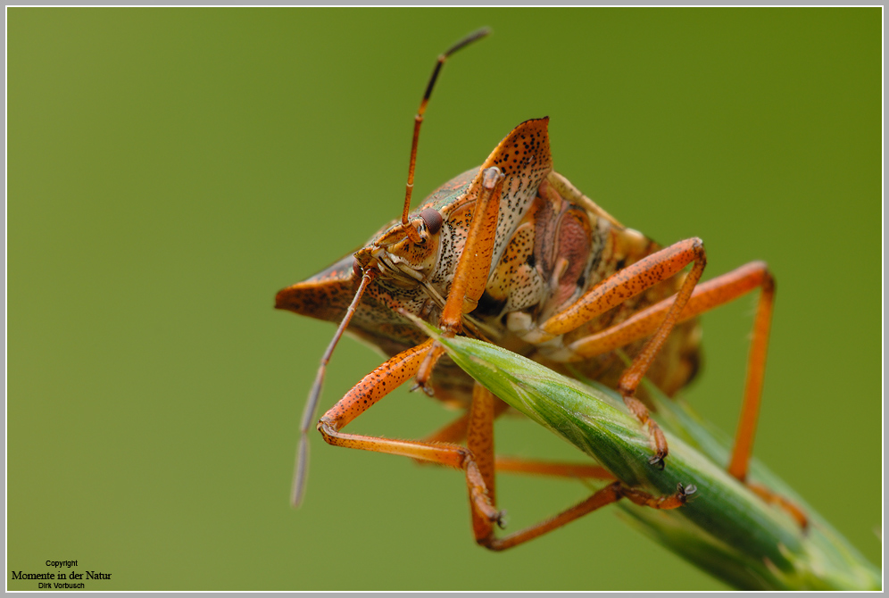 Rotbeinige Baumwanze (Pentatoma rufipes)