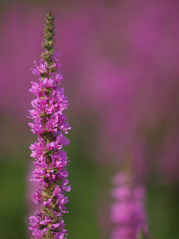 ~ Pink Lady ~