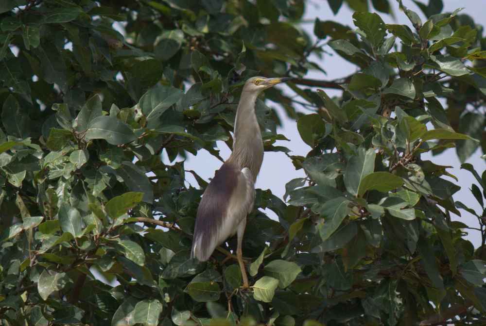 Reiher