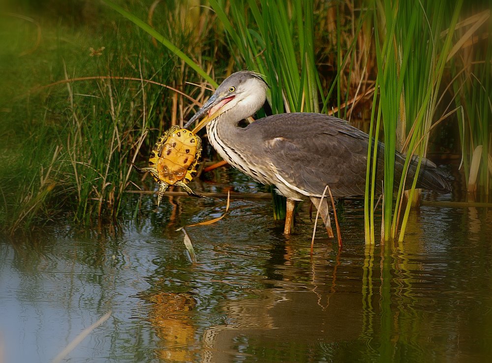 Graureiher (Ardea Cinerea)