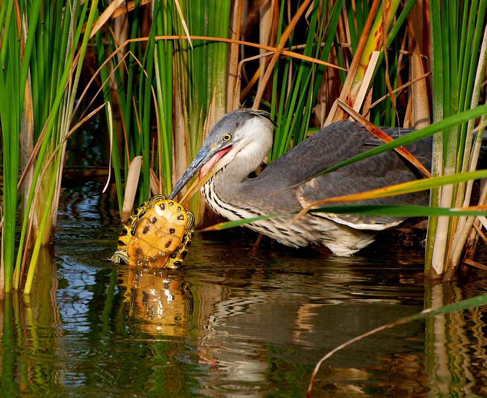 Graureiher (Ardea Cinerea)