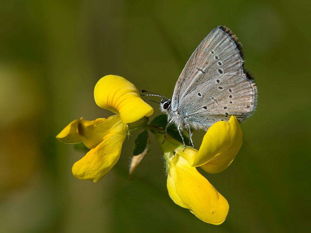 Cupido minimus