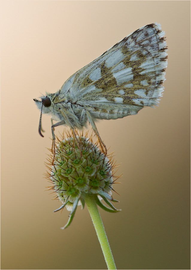 Kleiner Würfeldickkopf [Pyrgus malvae]