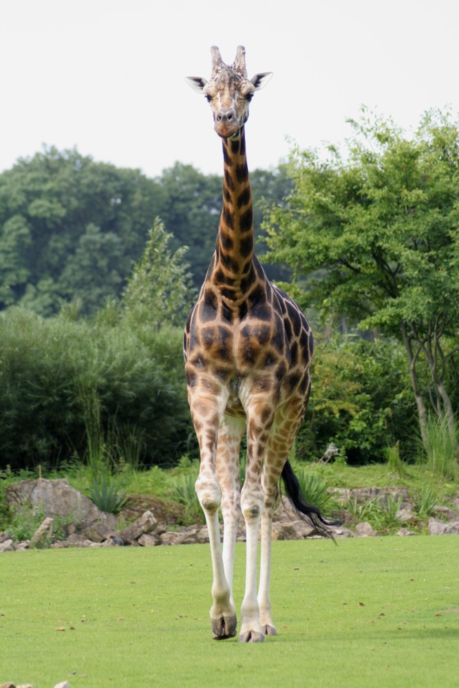 Giraffe (Forum für Naturfotografen)