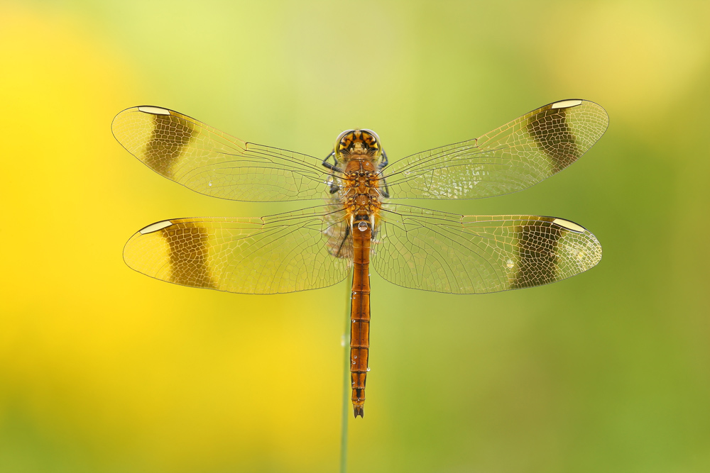 Gebänderte Heidelibelle (Sympetrum pedemontanum)