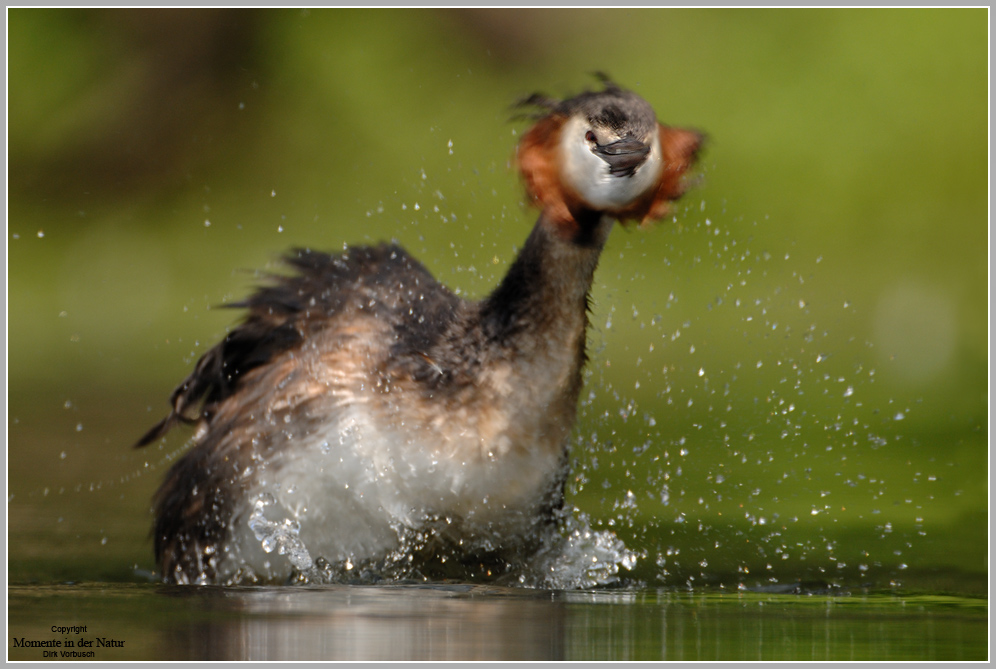 Haubentaucher (Podiceps cristatus)
