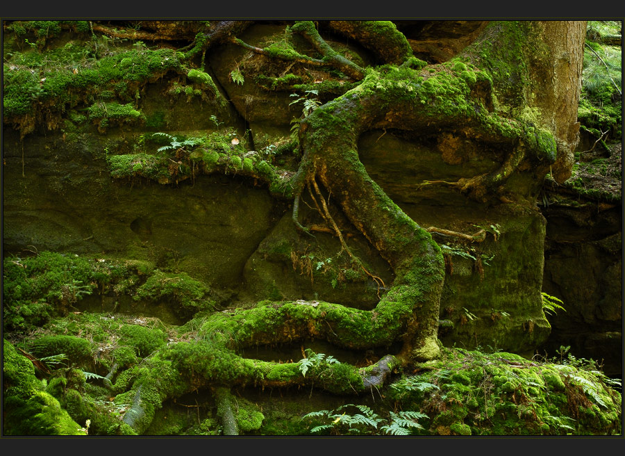 Drache