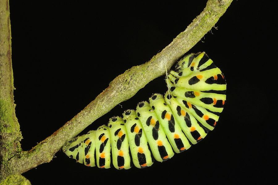 Schwalbenschwanz Raupe