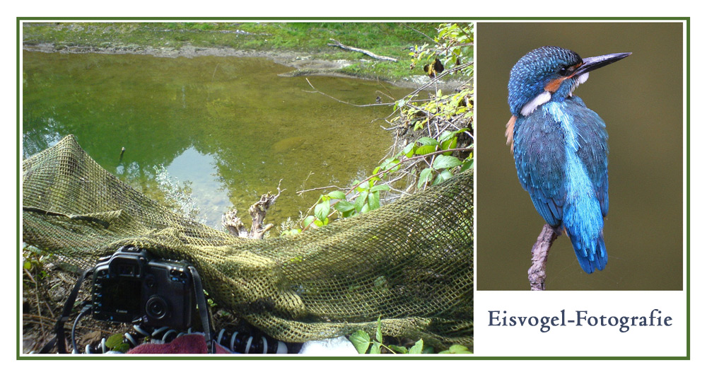 Eisvogel Fotografie