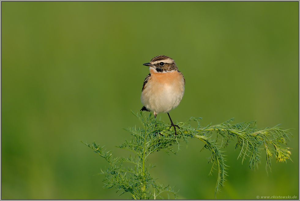 Vogel des Jahres 1987... Braunkehlchen *Saxicola rubetra*