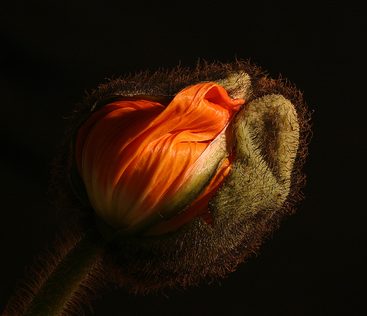 Mohn