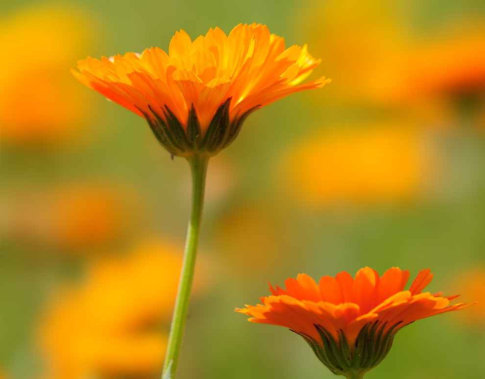 Farben des Sommers