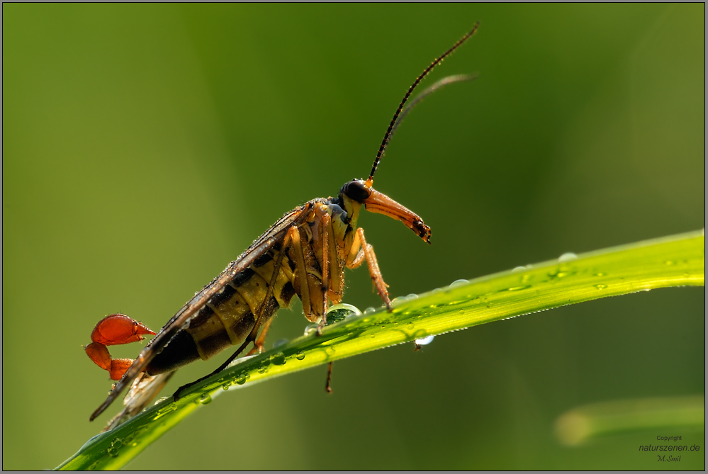 Gemeine Skorpionsfliege (Panorpa communis)