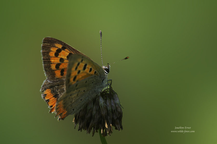 Kleiner Feuerfalter (lycaena phlaeas)