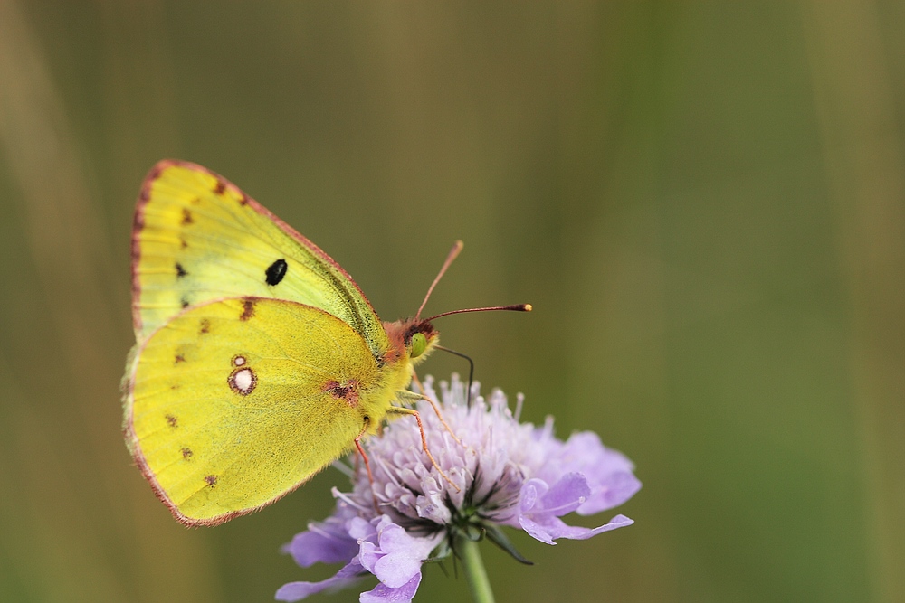 Colias hyale