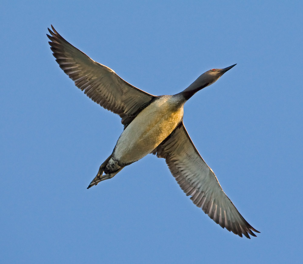 Sterntaucher im Abendlicht