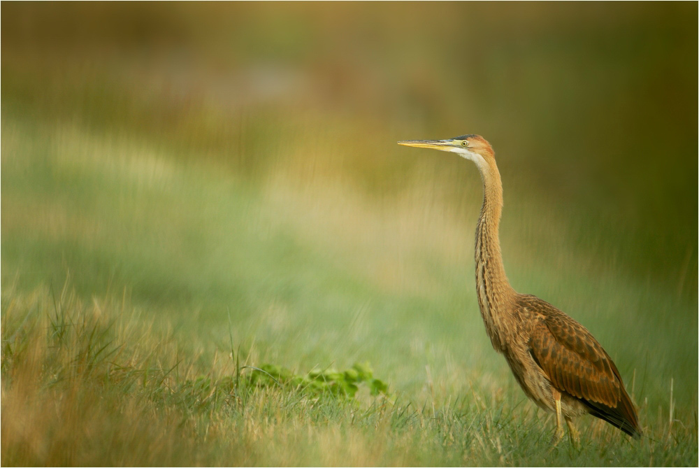 Purpurreiher (Ardea purpurea) Jungvogel