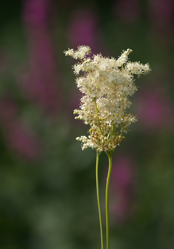 diese Blumen...